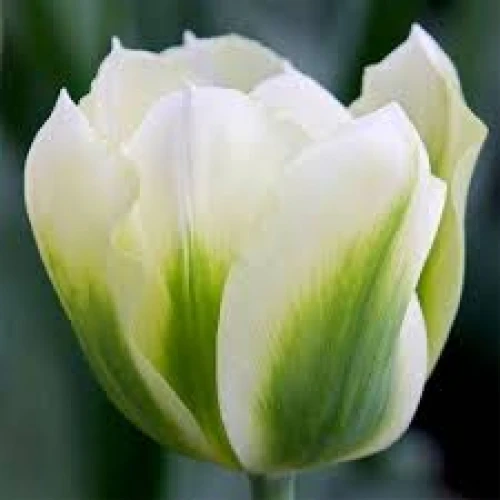 Spring Green 